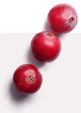 Uva ursina